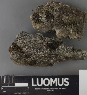  ( - H9237672)  @11 [ ] by-nc (2023) Erkka Laine Luomus