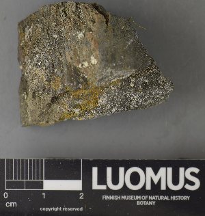  (Myriolecis albescens - H9237735)  @11 [ ] by-nc (2023) Erkka Laine Luomus