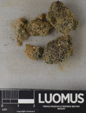  ( - H9237747)  @11 [ ] by-nc (2023) Erkka Laine Luomus