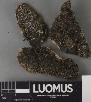  ( - H9237757)  @11 [ ] by-nc (2023) Erkka Laine Luomus