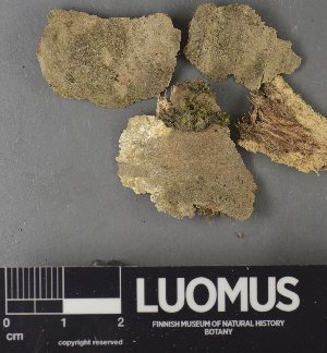  ( - H9237775)  @11 [ ] by-nc (2023) Erkka Laine Luomus