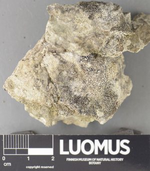  ( - H9237793)  @11 [ ] by-nc (2023) Erkka Laine Luomus