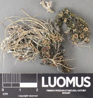  ( - H9237814)  @11 [ ] by-nc (2023) Erkka Laine Luomus