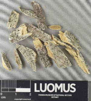  ( - H9237981)  @11 [ ] by-nc (2023) Erkka Laine Luomus
