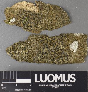  ( - H9238021)  @11 [ ] by-nc (2023) Erkka Laine Luomus
