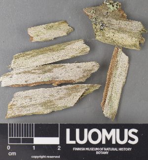  ( - H9238028)  @11 [ ] by-nc (2023) Erkka Laine Luomus