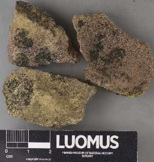  ( - H9238045)  @11 [ ] by-nc (2023) Erkka Laine Luomus