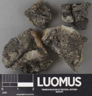  ( - H9238059)  @11 [ ] by-nc (2023) Erkka Laine Luomus