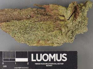  ( - H9238065)  @11 [ ] by-nc (2023) Erkka Laine Luomus