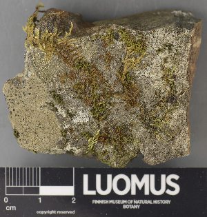  ( - H9238078)  @11 [ ] by-nc (2023) Erkka Laine Luomus