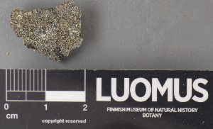  ( - H9238087)  @11 [ ] by-nc (2023) Erkka Laine Luomus