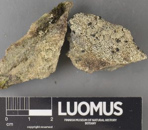  ( - H9238103)  @11 [ ] by-nc (2023) Erkka Laine Luomus