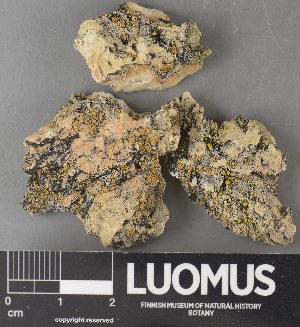  ( - H9238107)  @11 [ ] by-nc (2023) Erkka Laine Luomus
