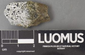  ( - H9238113)  @11 [ ] by-nc (2023) Erkka Laine Luomus