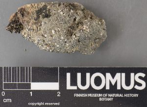  (Porpidia grisea - H9238121)  @11 [ ] by-nc (2023) Erkka Laine Luomus