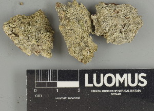  ( - H9240344)  @11 [ ] by-nc (2024) Erkka Laine Luomus
