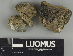  (Verrucaria funckii - H9247526)  @11 [ ] by-nc (2024) Erkka Laine Luomus