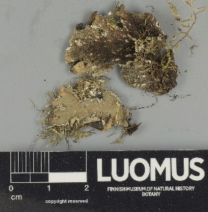  ( - H9247529)  @11 [ ] by-nc (2024) Erkka Laine Luomus