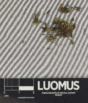  ( - H9247537)  @11 [ ] by-nc (2024) Erkka Laine Luomus