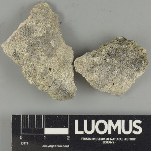  (Bagliettoa cf. calciseda - H9247552)  @11 [ ] by-nc (2024) Erkka Laine Luomus