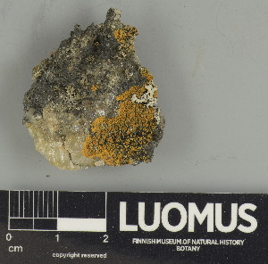  ( - H9247583)  @11 [ ] by-nc (2024) Erkka Laine Luomus