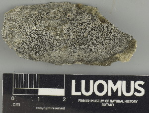  ( - H9247590)  @11 [ ] by-nc (2024) Erkka Laine Luomus