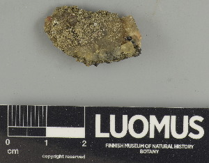  ( - H9247591)  @11 [ ] by-nc (2024) Erkka Laine Luomus