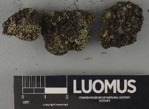  ( - H9250311)  @11 [ ] by-nc (2025) Erkka Laine Luomus
