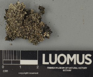  ( - H9250331)  @11 [ ] by-nc (2025) Erkka Laine Luomus