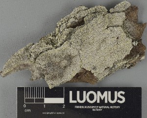  ( - H9250355)  @11 [ ] by-nc (2025) Erkka Laine Luomus