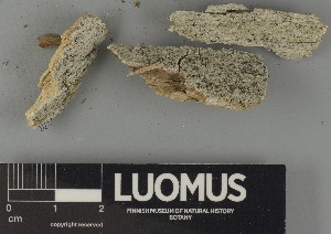  ( - H9250361)  @11 [ ] by-nc (2025) Erkka Laine Luomus