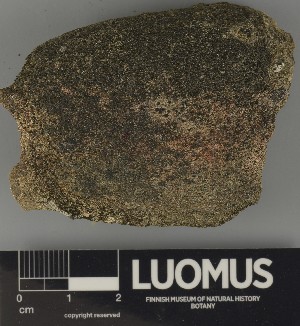  ( - H9250392)  @11 [ ] by-nc (2025) Erkka Laine Luomus