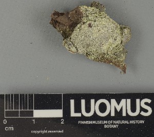  ( - H9250400)  @11 [ ] by-nc (2025) Erkka Laine Luomus