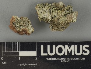  ( - H9250402)  @11 [ ] by-nc (2025) Erkka Laine Luomus