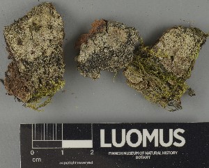  ( - H9250403)  @11 [ ] by-nc (2025) Erkka Laine Luomus