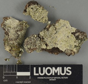  ( - H9250405)  @11 [ ] by-nc (2025) Erkka Laine Luomus