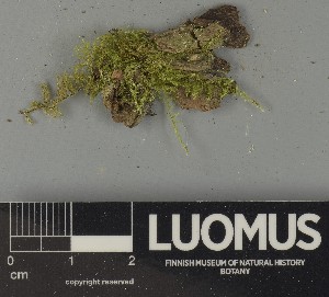  ( - H9250409)  @11 [ ] by-nc (2025) Erkka Laine Luomus