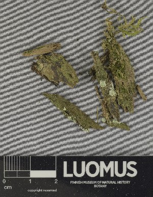  ( - H9250410)  @11 [ ] by-nc (2025) Erkka Laine Luomus