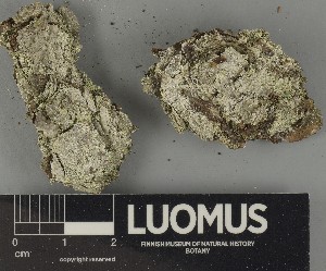  ( - H9250412)  @11 [ ] by-nc (2025) Erkka Laine Luomus