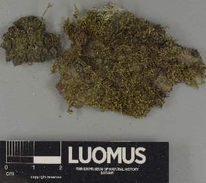  ( - H9250432)  @11 [ ] by-nc (2025) Erkka Laine Luomus
