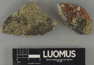  ( - H9250481)  @11 [ ] by-nc (2025) Erkka Laine Luomus