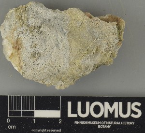  ( - H9250546)  @11 [ ] by-nc (2025) Erkka Laine Luomus