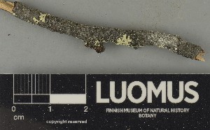  ( - H9250590)  @11 [ ] by-nc (2025) Erkka Laine Luomus