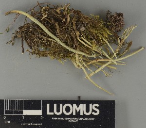  ( - H9250635)  @11 [ ] by-nc (2025) Erkka Laine Luomus