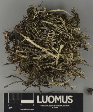  ( - H9250643)  @11 [ ] by-nc (2025) Erkka Laine Luomus