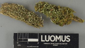  ( - H9250657)  @11 [ ] by-nc (2025) Erkka Laine Luomus