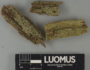  ( - H9250661)  @11 [ ] by-nc (2025) Erkka Laine Luomus