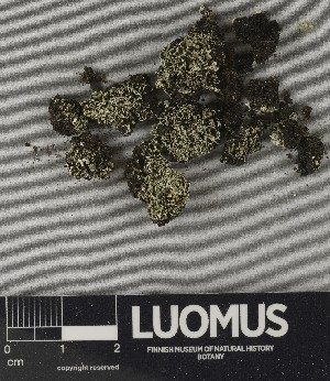  ( - H9250719)  @11 [ ] by-nc (2025) Erkka Laine Luomus