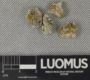  ( - H9250727)  @11 [ ] by-nc (2025) Erkka Laine Luomus