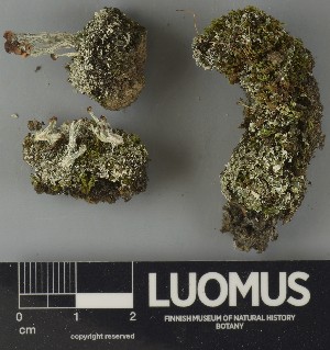  ( - H9250729)  @11 [ ] by-nc (2025) Erkka Laine Luomus